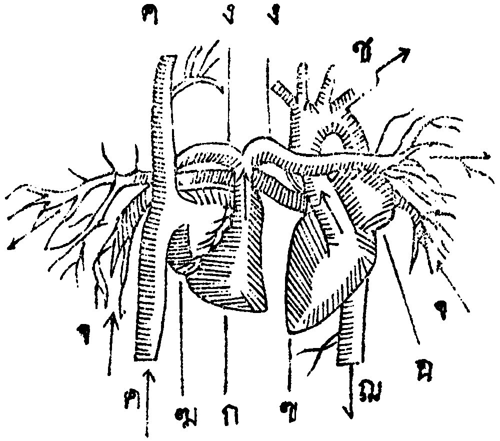 ['      ค      ง   ง         ช', '', '   จ                          ฉ', '', '      ค    ฆ  ก   ข    ฌ']